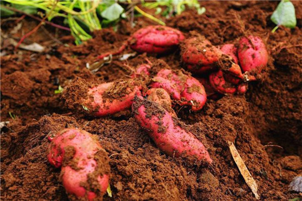 紅薯冷庫建造要點及100噸紅薯冷庫建造報價！(圖1)