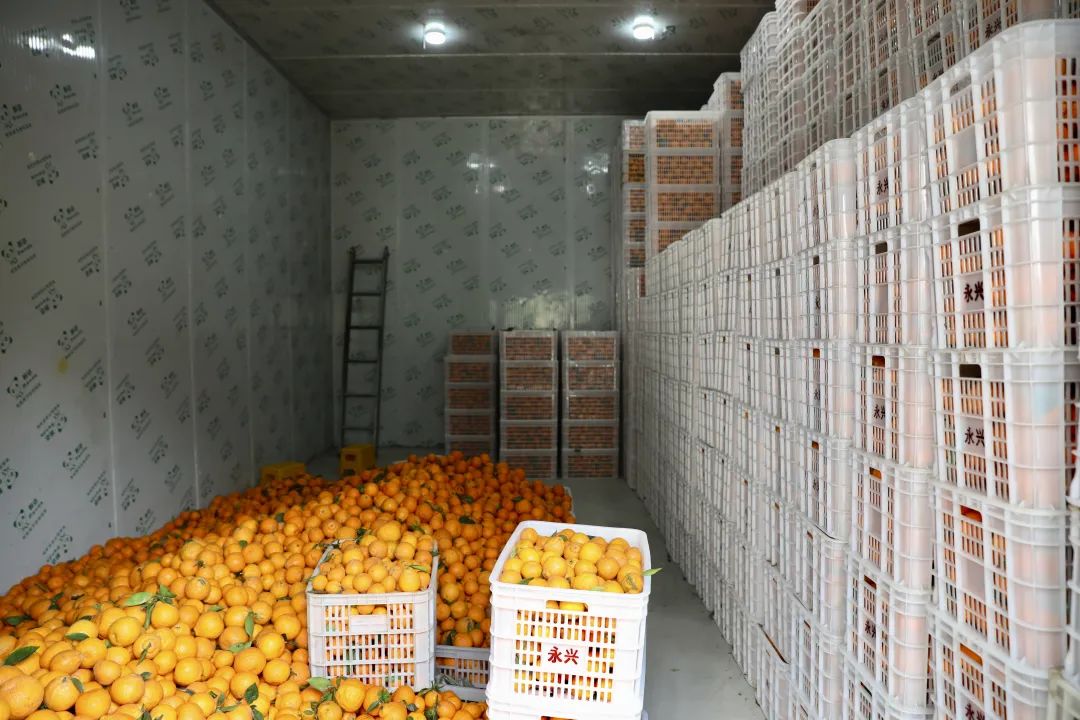 柑橘冷庫保鮮溫度，柑橘冷庫儲存1-9個月方法介紹